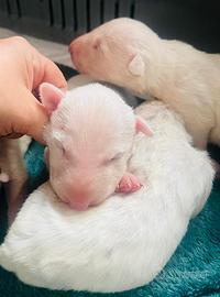 Cuccioli di Bull terrier Standard