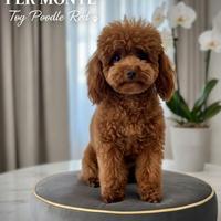 Disponibile per Monte splendido Barboncino Toy Red