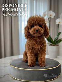 Disponibile per Monte splendido Barboncino Toy Red