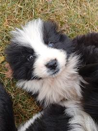 Cucciolo incrocio bovaro / border collie