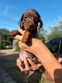 Cuccioli di bassotto