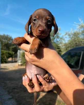 Cuccioli di bassotto