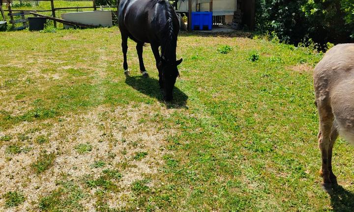 Terreno Agricolo con pozzo e Tettoia