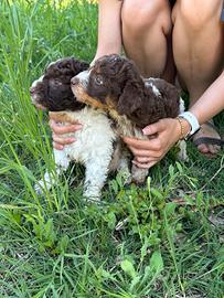 Cuccioli di Lagotto Romagnolo