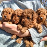 Cuccioli barboncino red