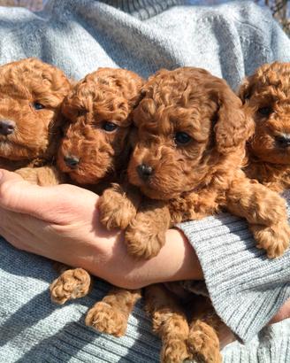 Cuccioli barboncino red