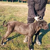 Femmina di cane corso