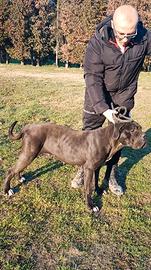 Femmina di cane corso