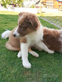 Cucciolo pastore australiano