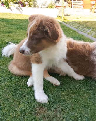 Cucciolo pastore australiano