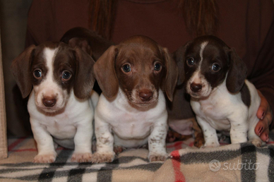Cuccioli di bassotto
