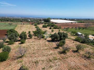 TER. AGRICOLO A POLIGNANO A MARE