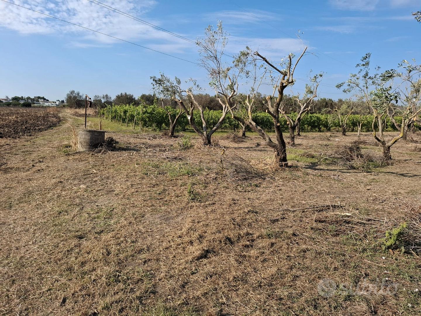 Terreno agricolo - View 6