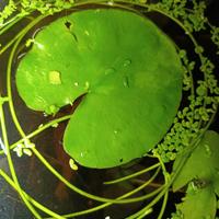 Ninfea banana -Nymphoides aquatica-