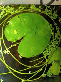 Ninfea banana -Nymphoides aquatica-