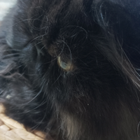 Splendido Persiano Nero con Pedigree Anfi