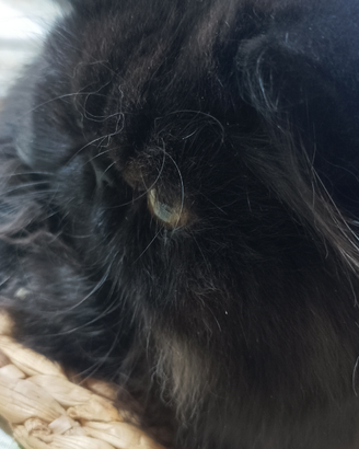 Splendido Persiano Nero con Pedigree Anfi