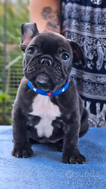 Bulldog francese pedigree ENCI