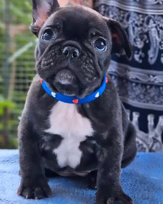 Bulldog francese pedigree ENCI
