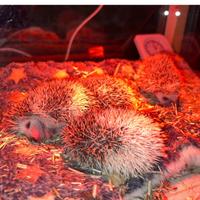 Cuccioli riccio africano