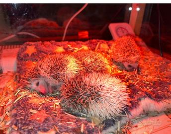 Cuccioli riccio africano