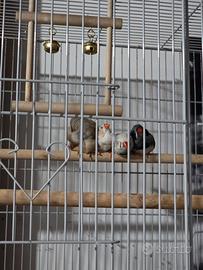 Diamantini mandarino