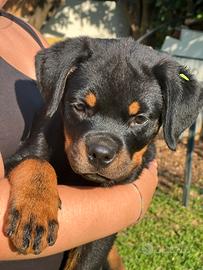 Rottweiler cuccioli