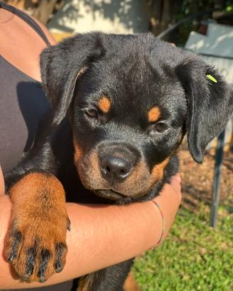 Rottweiler cuccioli