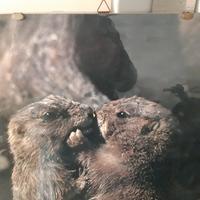 Litografia con cornice 