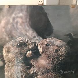 Litografia con cornice 