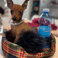 Pinscher mini toy