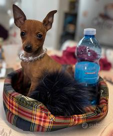 Pinscher mini toy