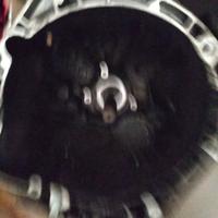 cambio fiat 16 4*4 diesel 