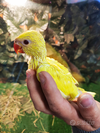 Parrocchetto dal collare e Grande alessandrino