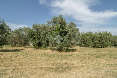 TER. RESIDENZIALE A CASPERIA