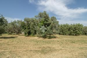 TER. RESIDENZIALE A CASPERIA