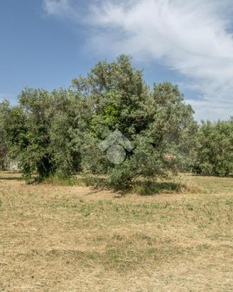 TER. RESIDENZIALE A CASPERIA