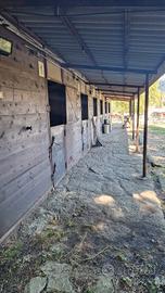 Box per cavalli scuderia