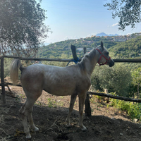 Cavallo arabo