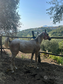 Cavallo arabo
