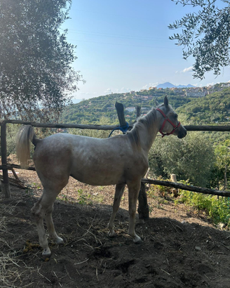 Cavallo arabo