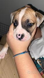 Cucciola di American Bully e Amstaff