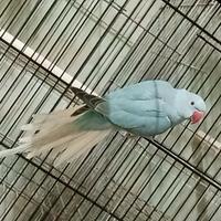 Parrocchetto cleartail