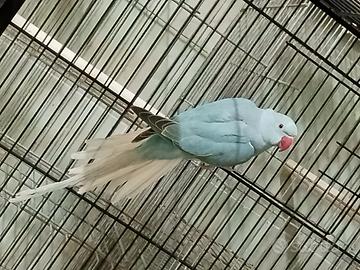 Parrocchetto cleartail