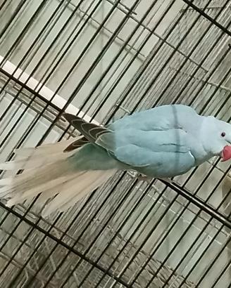 Parrocchetto cleartail