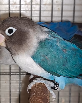 Coppia insep mascherato cobalto x cobalto viola
