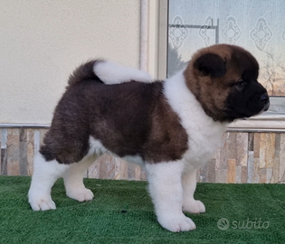 Akita americano