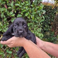 Cocker Spaniel neri