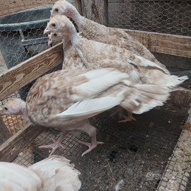 Coppia tacchini rosso borbone