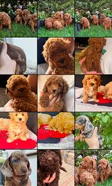 Animali